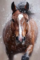 Brown horse portrait with white blaze in falling snow, close-up view of equine face showing expressive eyes and nostrils against winter backdrop.