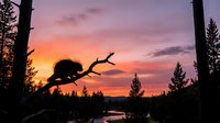 Silhouette of beaver on branch against vibrant sunset sky with pine trees and lake reflection creating peaceful wilderness scene for nature designs.