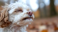 Adorable white and brown Cavapoo puppy with fluffy fur enjoying outdoor autumn weather, eyes closed in contentment against blurred fall background.