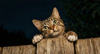 Adorable tabby cat peeking over wooden fence with curious expression and bright eyes against dark background for pet and animal content.