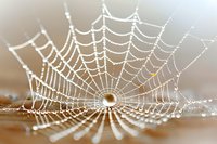 Delicate spider web covered in morning dew drops creates intricate natural pattern against soft brown background, showcasing nature's geometric design.