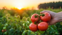 Fresh ripe tomatoes in farmer hand at sunset in organic vegetable garden. Harvest time concept for healthy eating and sustainable agriculture.