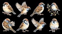 Watercolor sparrows clipart set with eight poses, isolated on transparent background. Ready for stickers, t-shirt design, print on demand, and sublimation projects.