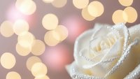 White rose with water droplets against soft bokeh lights background for romantic wedding celebration decor.