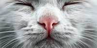 Extreme close-up of sleeping cat face with pink nose and white whiskers showing peaceful feline expression for pet care and animal wellness concepts.