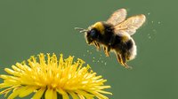 Bumblebee in flight approaching yellow dandelion flower for nectar collection during spring pollination process in natural garden environment.