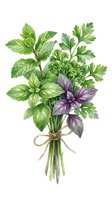 Fresh herb bouquet featuring mint, parsley, and purple basil tied with twine, isolated on white background for culinary, recipe, and kitchen design projects.