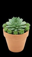 Potted succulent arrangement with large rosette center plant and smaller green echeveria varieties in terracotta pot, isolated on transparent background, ready for t-shirt designs, clipart, stickers, and print-on-demand products.