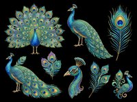 Peacock birds and feathers isolated on transparent background, ready for t-shirt design, clipart, stickers, sublimation and print-on-demand projects.