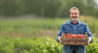 Portrait of mature Caucasian male farmer holding wooden crate of fresh red tomatoes in vegetable garden field during harvest season.