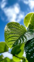 Fresh green leaf with water drops against bright blue sky with white clouds, macro nature photography showing detailed leaf texture and veins.