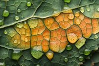 Macro view of autumn leaf with water droplets showing detailed veins and changing colors from green to orange in natural light.