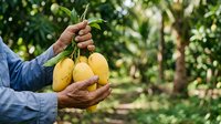 Farmer holding fresh yellow mangoes in orchard with green foliage background, harvesting tropical fruit for agriculture and food production.