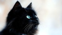 Elegant black cat with striking blue-green eyes gazing upward, soft fur detail on light background, perfect for pet and animal themed projects.