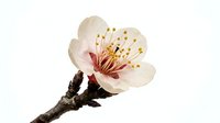 Delicate spring blossom with cream petals and pink center featuring golden stamens on dark branch. Isolated botanical element suitable for design projects.