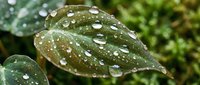 Fresh green leaf with morning dew drops creating natural water beads on textured surface for organic gardening and botanical nature concepts.