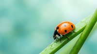Red ladybug crawling on fresh green grass blade with soft turquoise background. Nature macro photography for spring garden and insect themes.