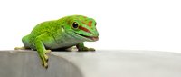 Green gecko lizard resting on white surface isolated on white background for pet care and reptile education materials.