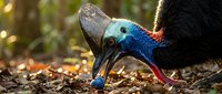 Cassowary bird head with vibrant blue and red coloring foraging on forest floor among fallen leaves in natural wildlife habitat.