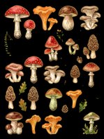 Vintage mushroom and fungi collection with various species including red toadstools, chanterelles, morels, and woodland plants isolated on transparent background. Ready for clipart, t-shirt design, stickers, print-on-demand, and sublimation projects.