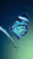 Blue butterfly with iridescent wings perched on wet grass blade with water droplets against blurred green background for nature and wildlife concepts.