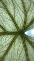 Macro shot of translucent green plant sepals with delicate veining and natural light filtering through, revealing intricate cellular structure and botanical details.