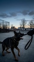 German Shepherd dog playing tug of war with rope toy at urban park during twilight hour with city skyline background for pet training and exercise concepts.