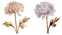 Elegant chrysanthemum flowers in soft beige and lavender tones with golden stems on white background, artistic botanical illustration for wall decor and stationery design.