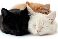 Sleeping cats in black, white and ginger colors lying together in peaceful harmony, close-up portrait showing their faces and soft fur on white background.