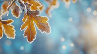 Frost-covered autumn oak leaves with golden brown color against blurred blue background, creating seasonal nature atmosphere.