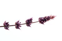 Purple lavender stem with buds isolated on white background, perfect for wellness products, aromatherapy designs, and natural cosmetics packaging.