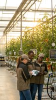 Three diverse agricultural workers using tablet technology in modern greenhouse with tomato plants during golden hour for sustainable farming operations.