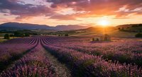 Lavender field at sunset with purple flowers in rows, golden hour light over mountains, rural countryside landscape for relaxation and aromatherapy concepts.
