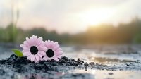 Pink gerbera daisies lying on dark soil against blurred water background at sunset, creating romantic nature composition with soft bokeh effect.