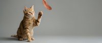 Orange tabby kitten playing with feather toy on gray background, playful pet reaching up with paws, domestic cat behavior studio shot isolated.