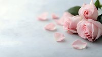 Delicate pink roses with scattered petals on light gray concrete background, soft focus romantic composition with copy space for wedding and valentines designs.