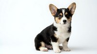 Adorable tricolor corgi puppy sitting on white background, isolated cute dog with black brown white fur and perky ears for pet designs.