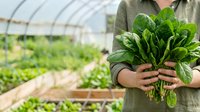 Farmer holding fresh organic spinach bunch in greenhouse with vegetable rows, sustainable agriculture and local farming concept.