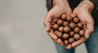 Hands holding roasted macadamia nuts, close-up view. Suitable for food, nutrition, healthy snacking, and culinary content.