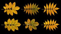 Autumn golden leaves collection isolated on transparent background, ready for t-shirt design, clipart, stickers, print-on-demand products and sublimation projects.