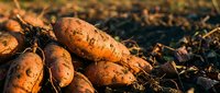 Fresh organic carrots with soil just harvested from garden bed ready for healthy cooking and farm to table meals.