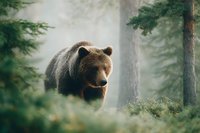 Large brown bear walking through misty forest with pine trees and soft natural lighting creating atmospheric wildlife scene.
