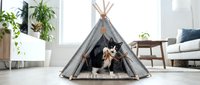 Young tan and white dog resting inside gray teepee tent in bright living room with potted plants and furniture, pet relaxation and indoor shelter concept.