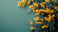 Yellow mimosa flowers branch with green leaves on turquoise background. Spring floral composition with copy space for text or design.