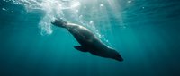 Majestic humpback whale swimming gracefully underwater with sunlight rays penetrating deep blue ocean waters creating magical marine wildlife scene.
