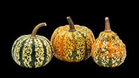 Decorative gourds and ornamental pumpkins isolated on transparent background, ready for fall designs, t-shirt graphics, stickers, clipart, and print-on-demand products.