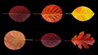 Autumn leaves in various stages of seasonal color change, isolated on transparent background. Ready for clipart, t-shirt design, print-on-demand products, stickers, and sublimation projects.