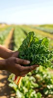 Farmer holding fresh kale bunch in agricultural field with rows of crops in background, showcasing organic vegetable harvest and sustainable farming practices.