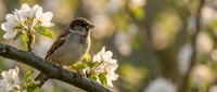 Small sparrow perched on blooming apple tree branch with white flowers in spring garden. Natural wildlife photography for nature and birdwatching content.