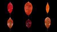 Six autumn leaves in red and orange tones, isolated on transparent background. Ready for clipart, stickers, t-shirt design, sublimation, and print on demand use.